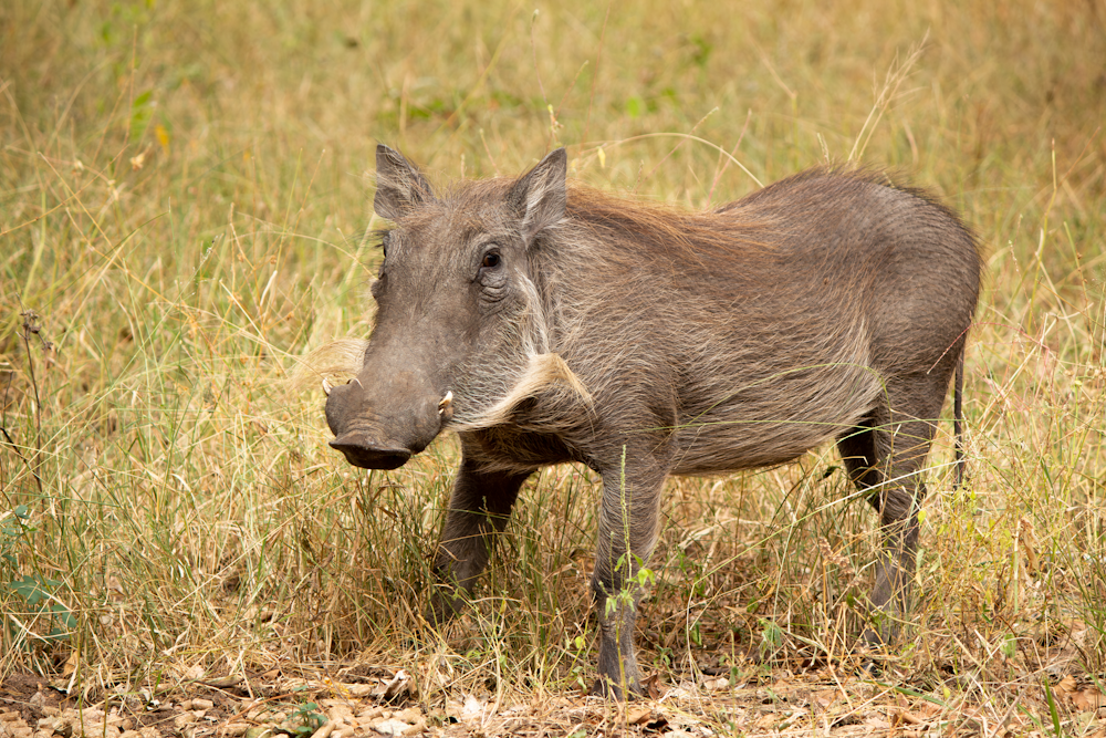 a warthog standing in a field of tall grass