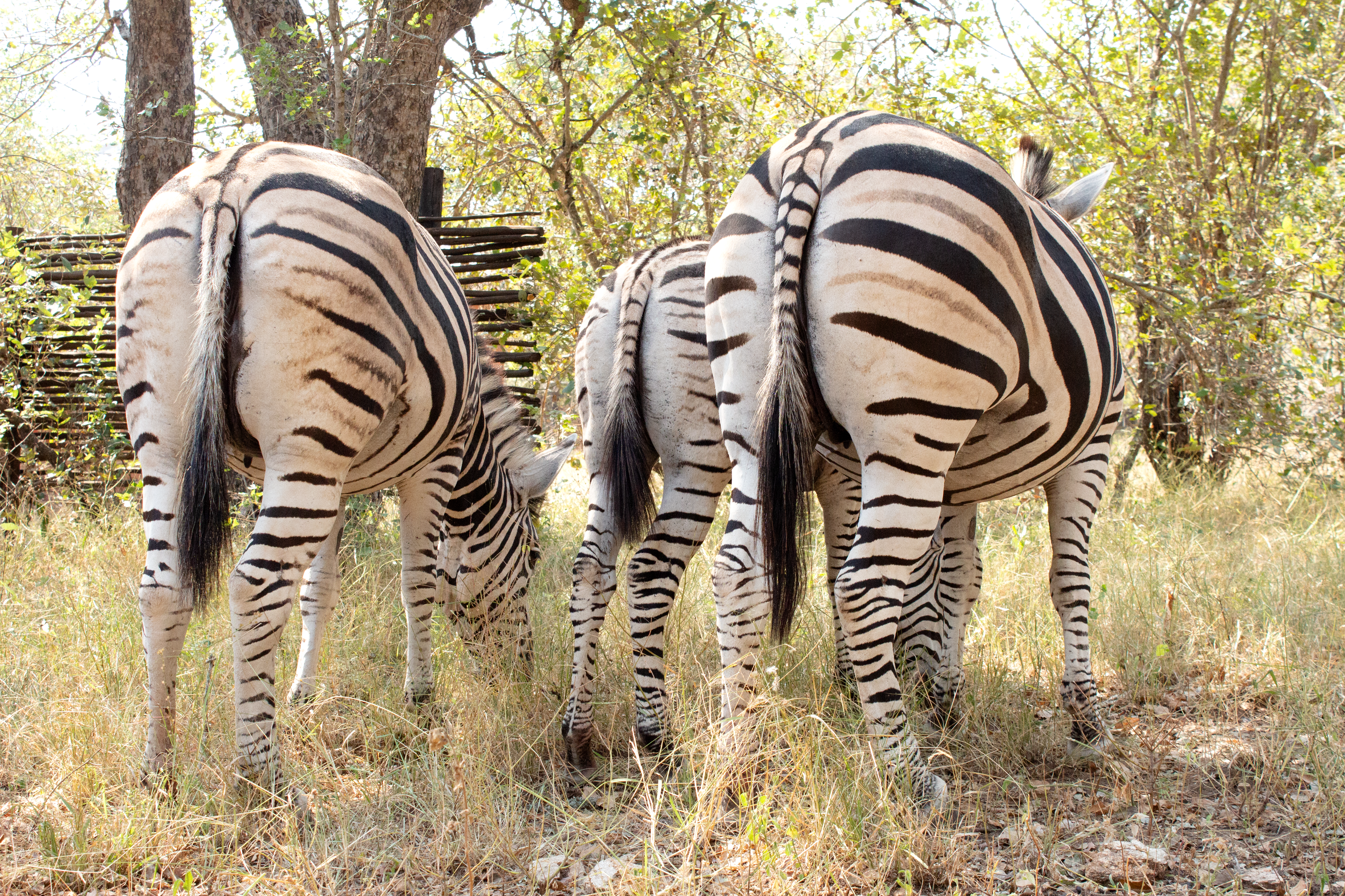 Soin post-épilation tout doux : maillot et fesses
