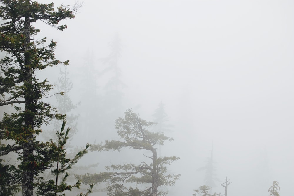 a foggy forest filled with lots of trees