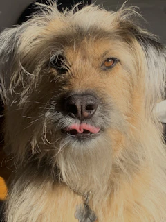 Close-up of a Shih Tzu’s expressive eyes framed by silky fur in warm natural light.