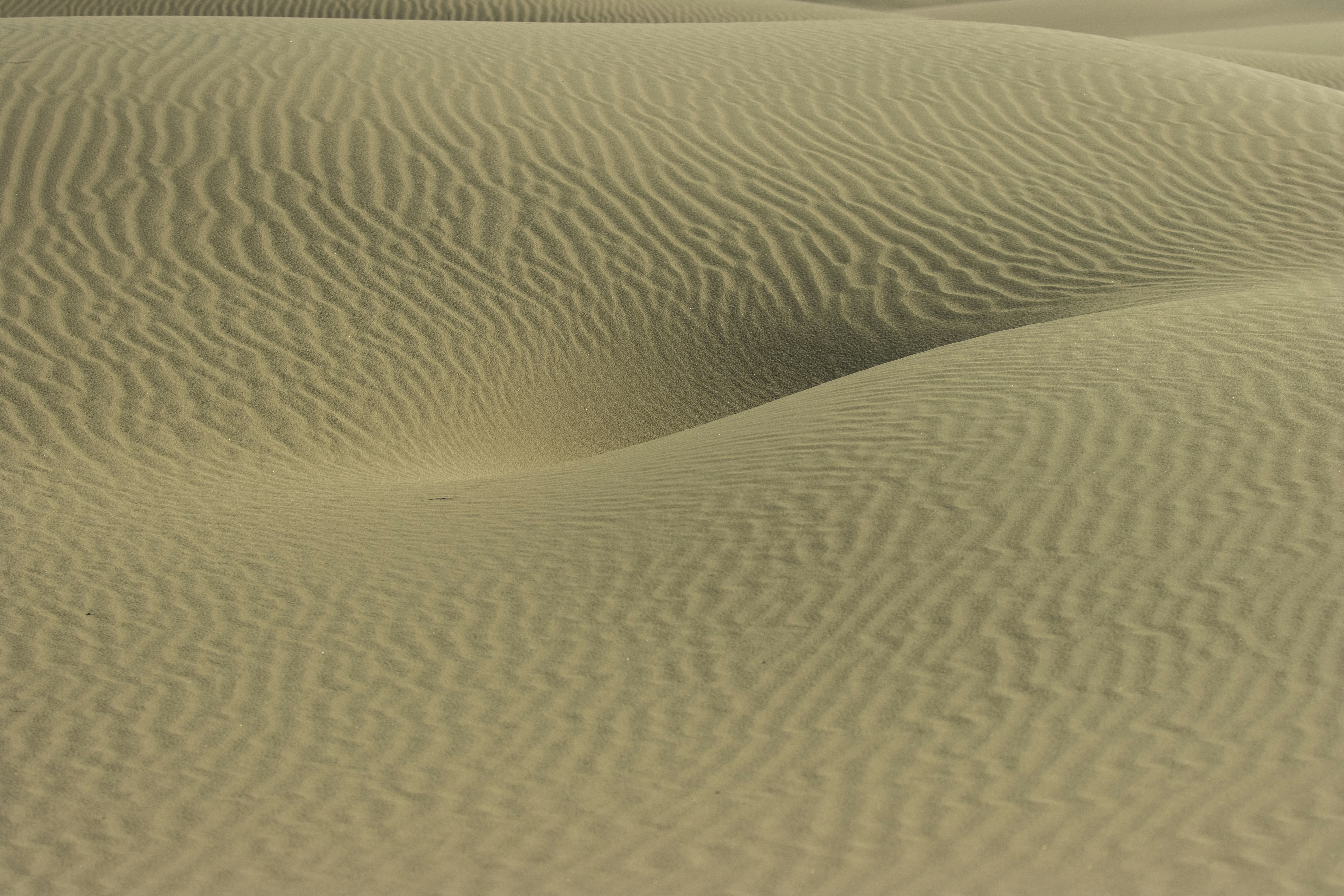 a large sandy area with a few trees in the distance