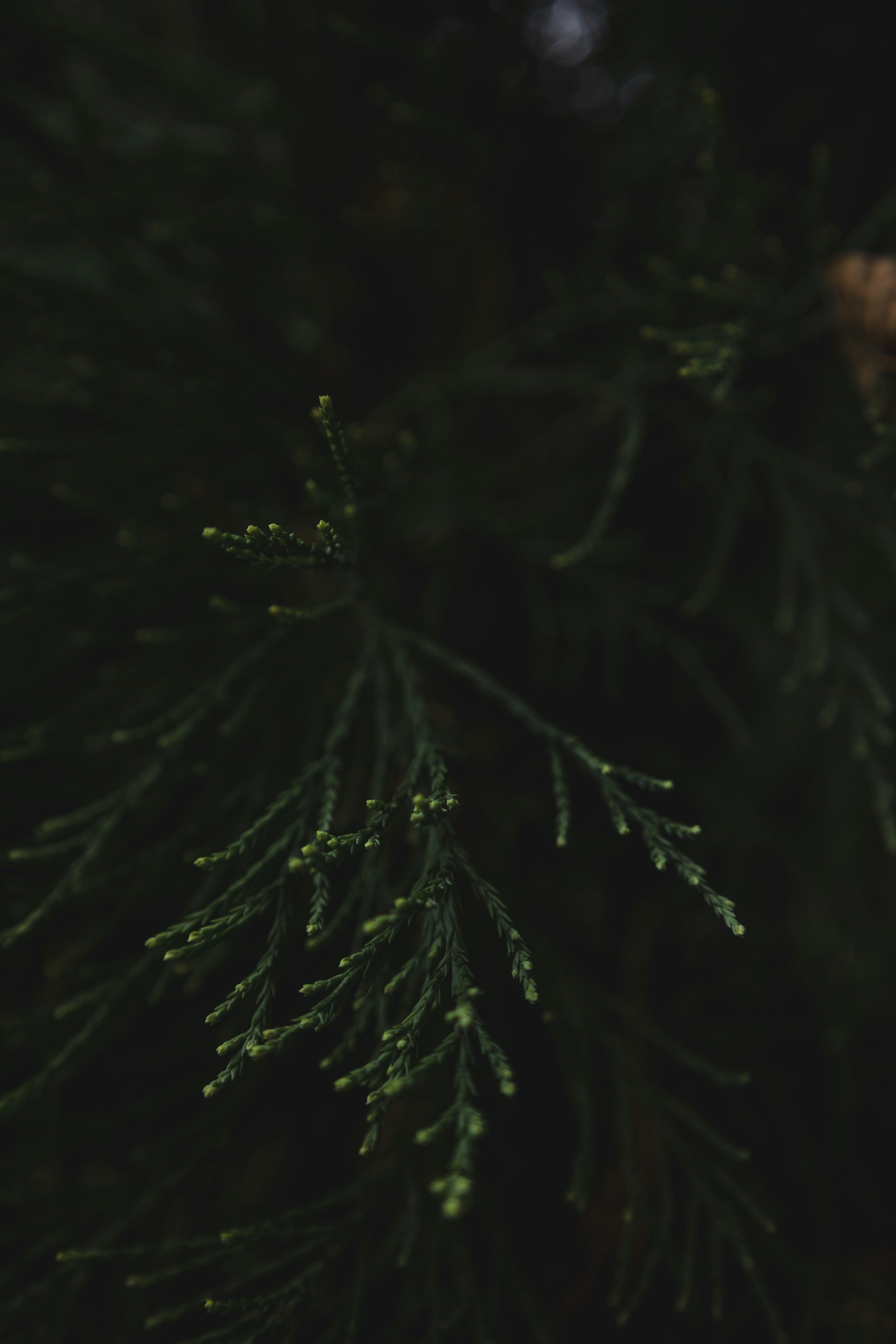 Photo by _piscolino_