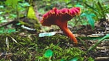 Close-up of a vibrant red mushroom nestled among green moss in a forest.