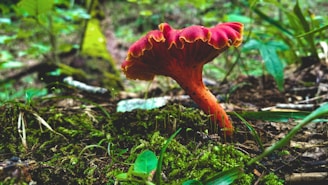 A vibrant red mushroom with a ruffled edge growing amidst a bed of lush green moss and scattered brown leaves in a forest setting. The background includes blurred foliage and branches, giving a natural woodland ambiance.