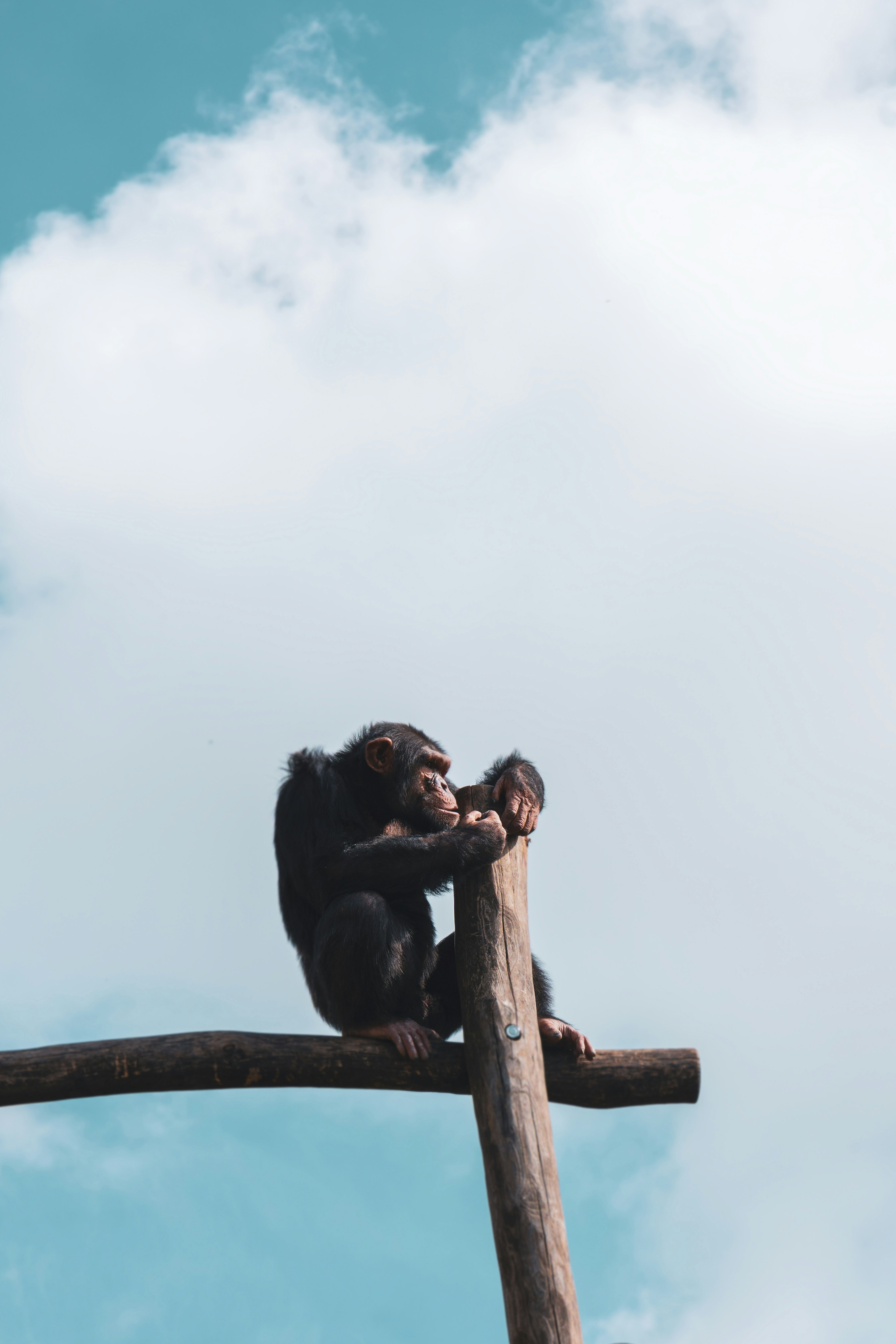 seekor monyet duduk di atas tiang kayu