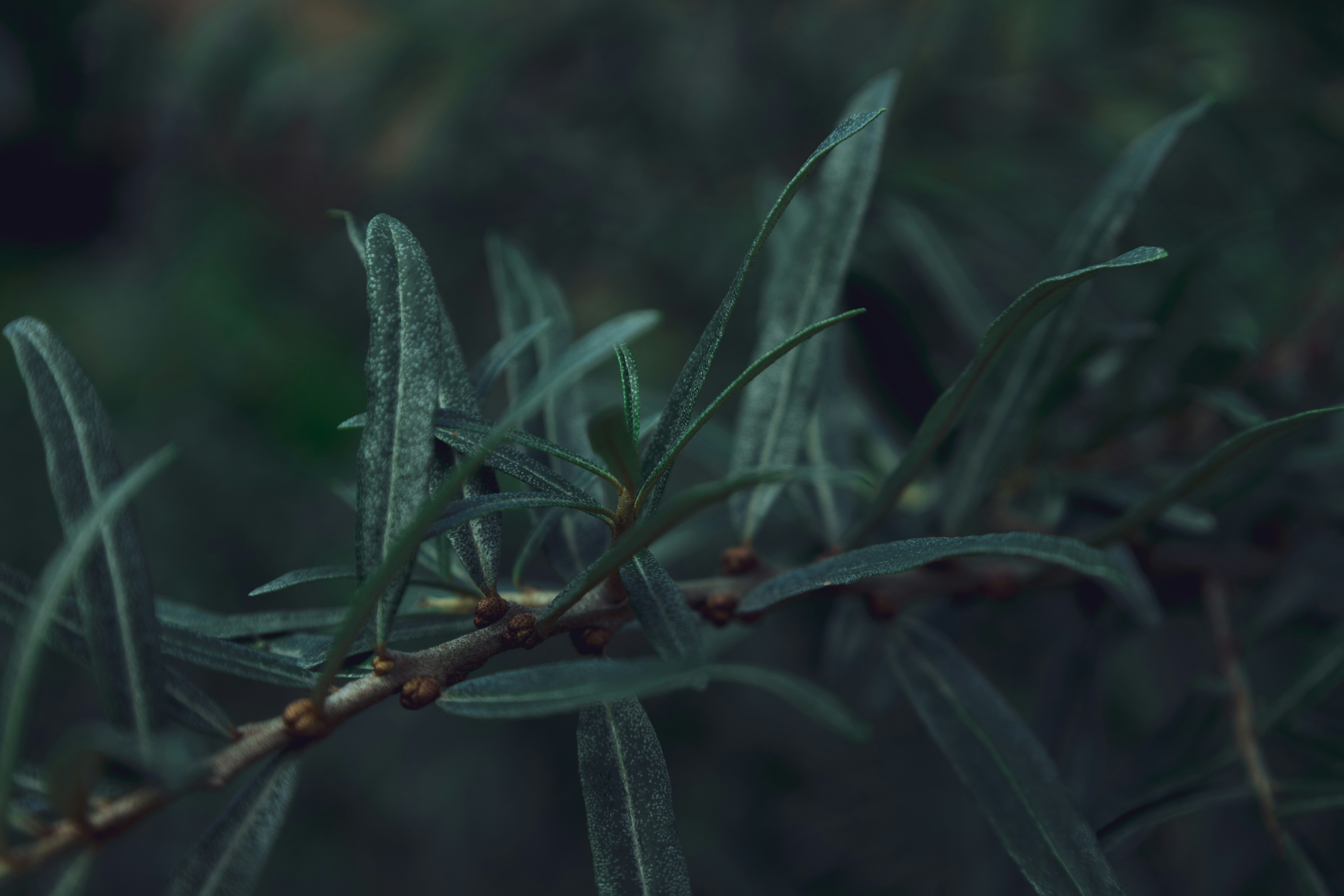 Photo by _piscolino_