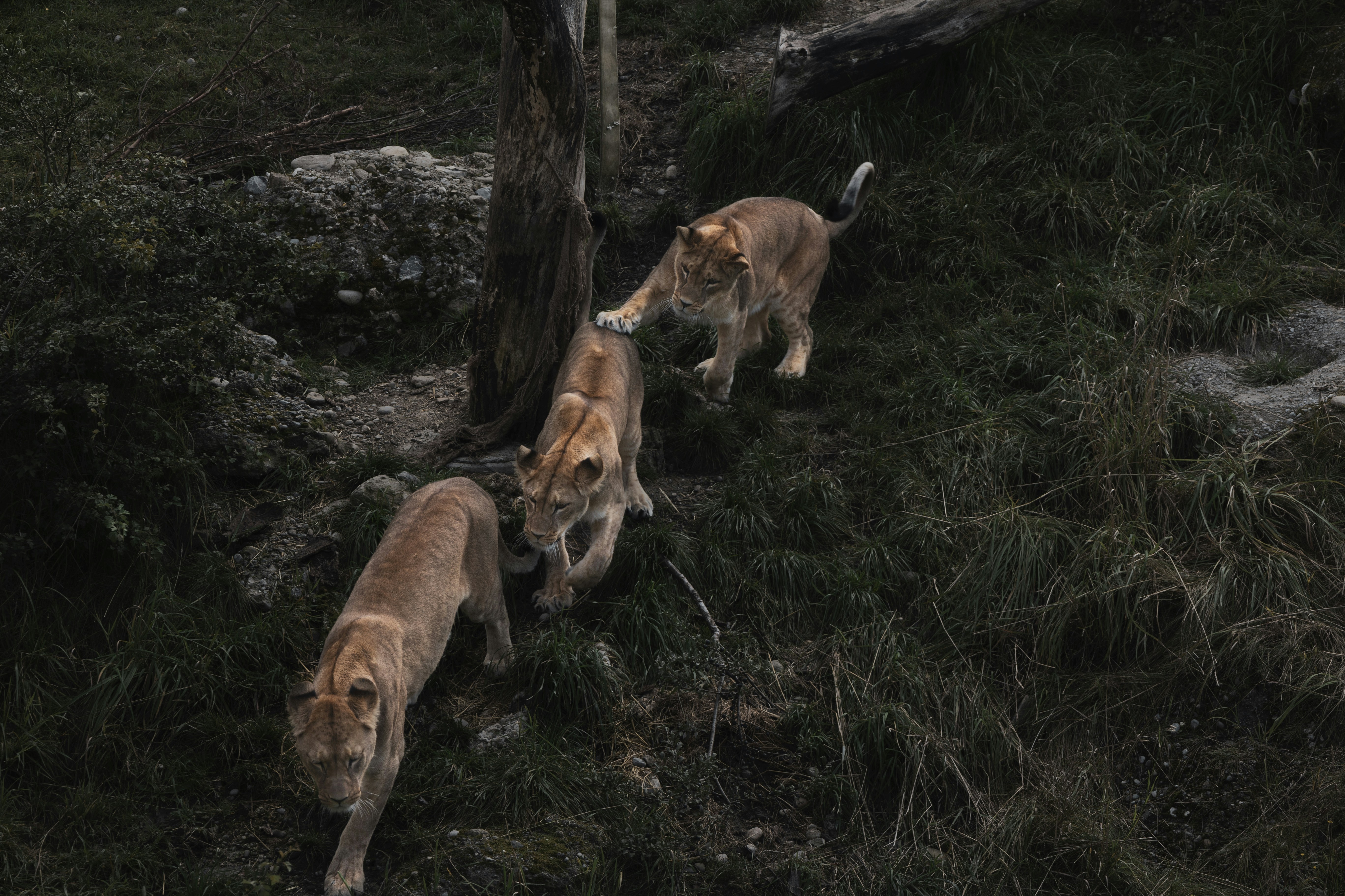 Pumas: Unexpected Family Reunions (image credits: unsplash)