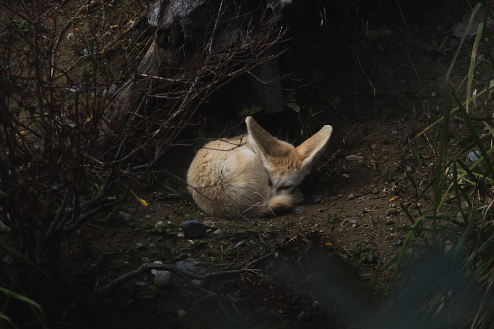 a small animal that is laying down in the dirt