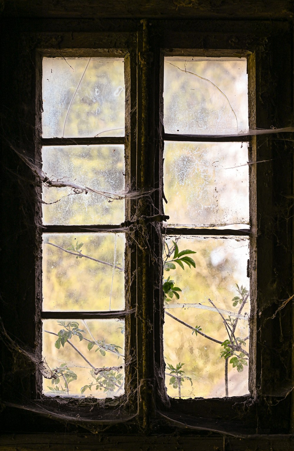 una ventana con enredaderas que crecen fuera de ella
