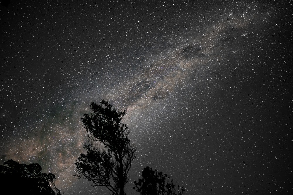 the night sky with stars and a tree