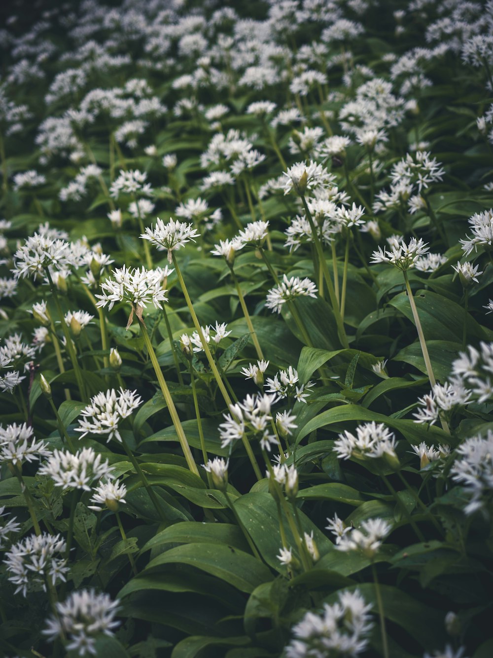 a field of white flowers with green leaves