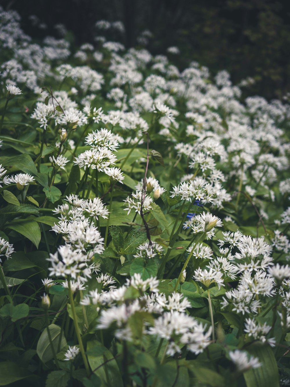 a field of white flowers with green leaves