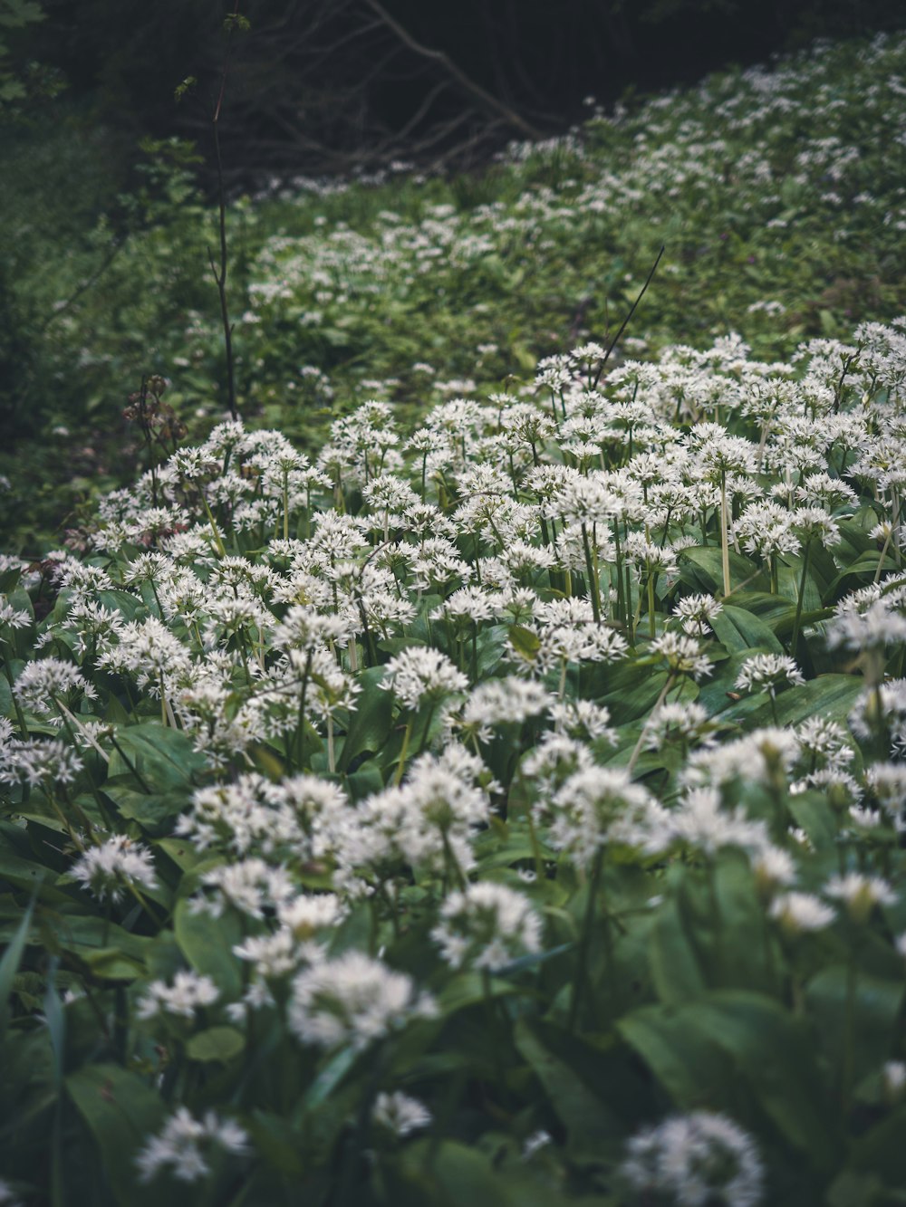 a field full of white flowers next to a forest