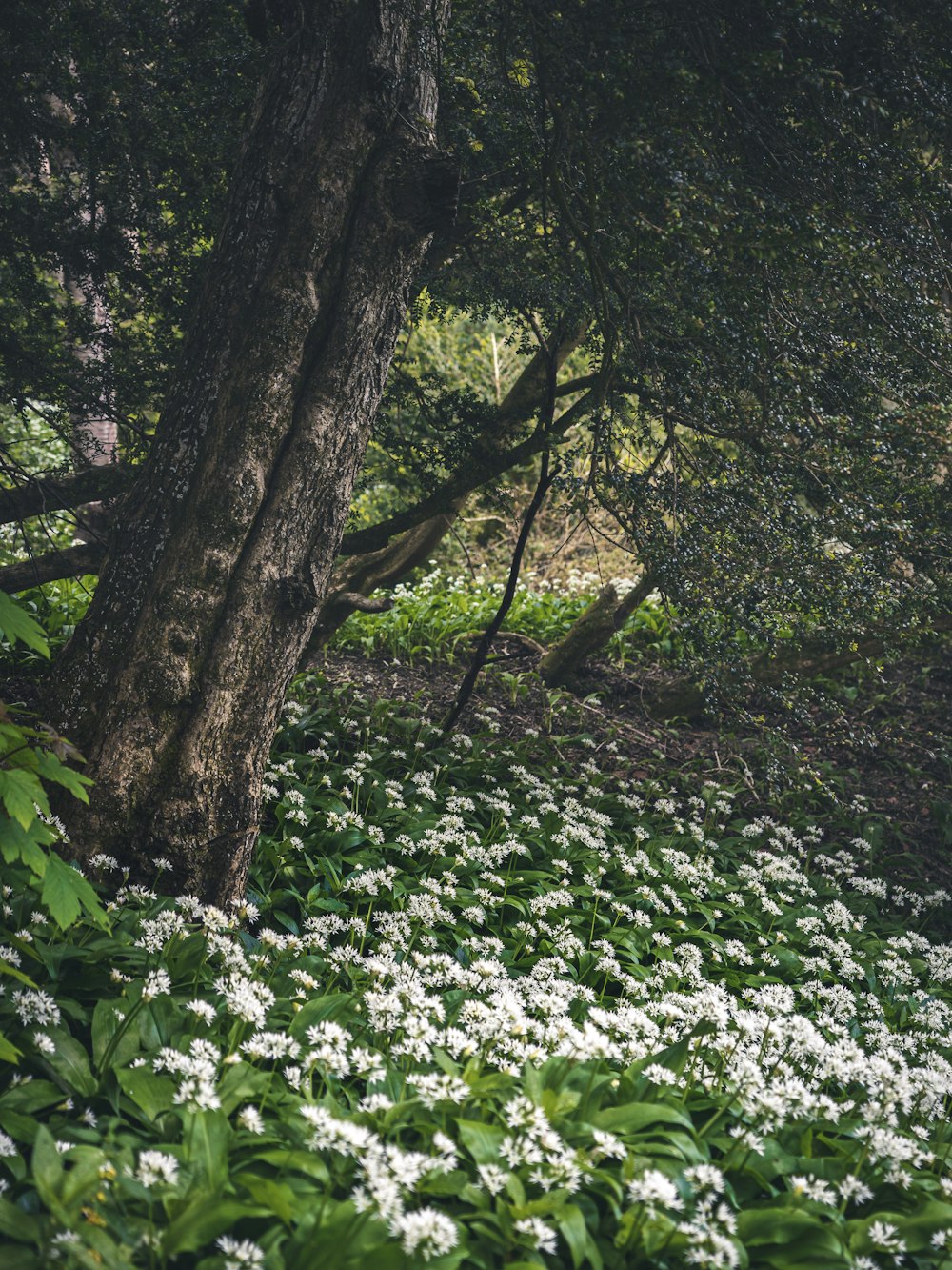a field full of white flowers next to a tree