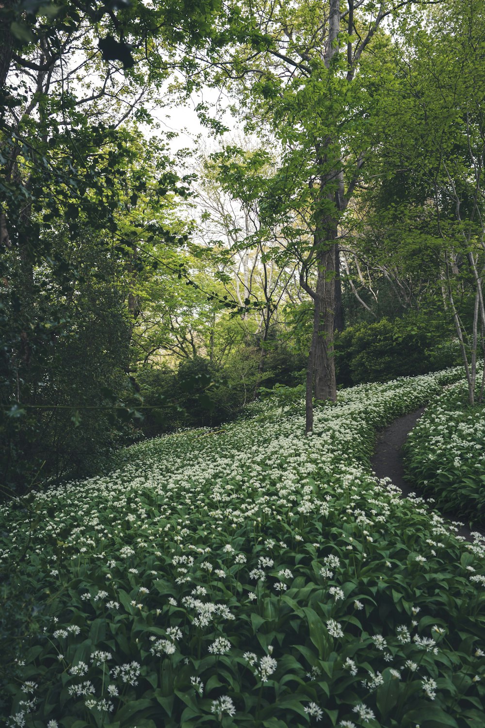 Un exuberante bosque verde lleno de muchas flores blancas