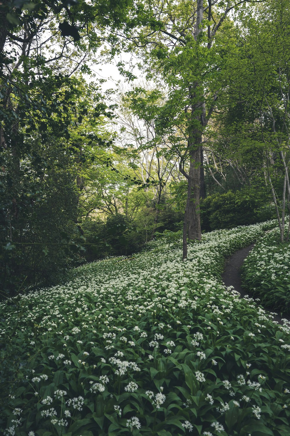 a lush green forest filled with lots of white flowers