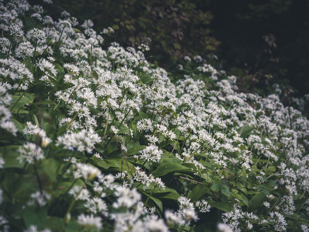 a field of white flowers with green leaves