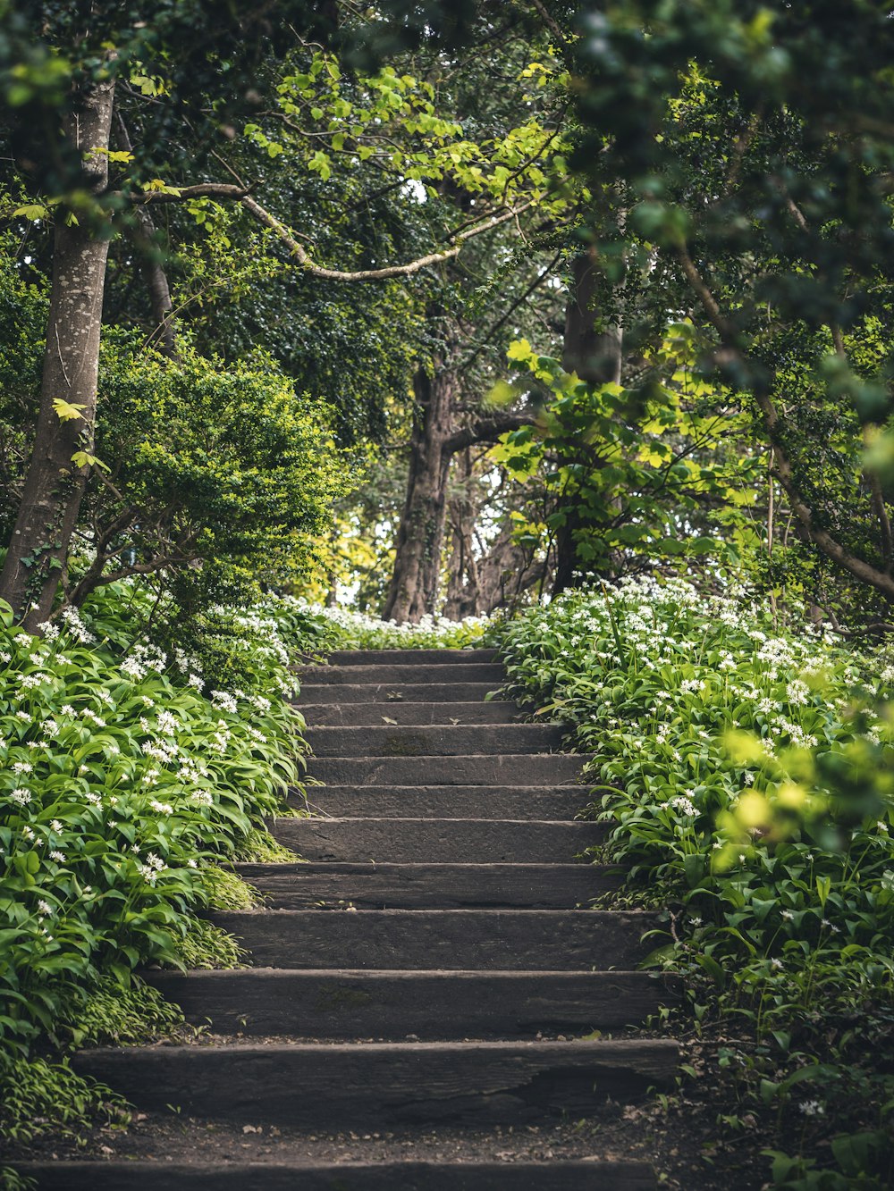 a set of steps that lead up to a forest