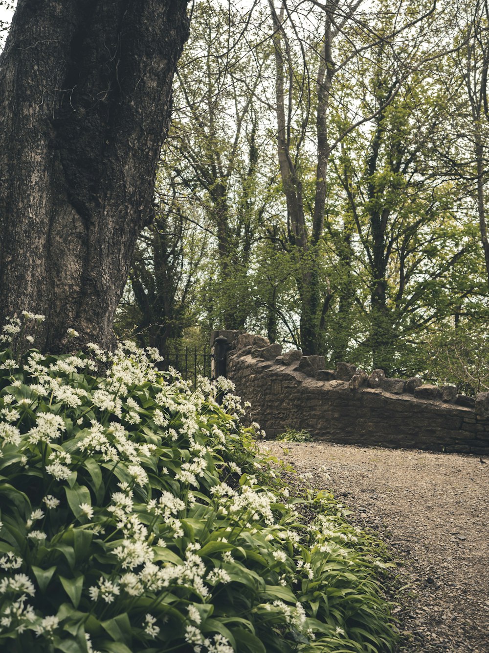 a path in the woods with white flowers