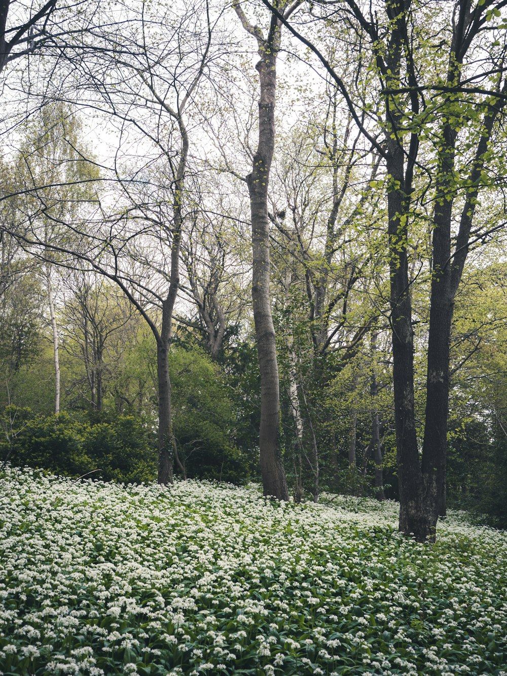 a lush green forest filled with lots of trees