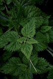 a close up of a green plant with leaves