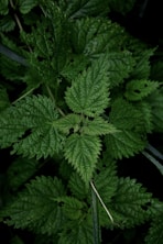 a close up of a green plant with leaves