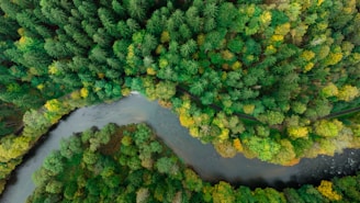 Aerial view of a lush forest with a winding river cutting through dense trees. The foliage is a mix of deep green, light green, and hints of yellow, indicating a diverse ecosystem or a seasonal transition.