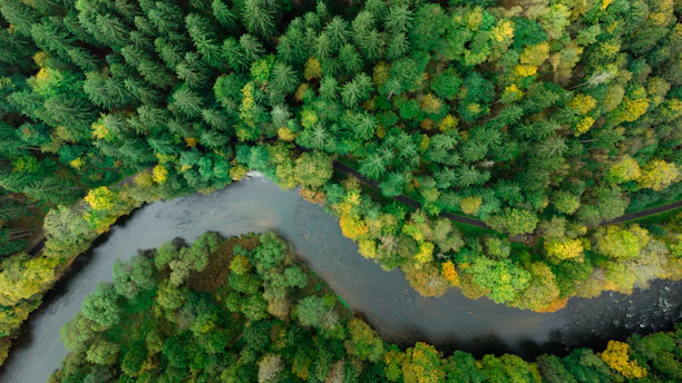 A serene aerial view of a lush green forest with a winding river, symbolizing environmental sustainability.