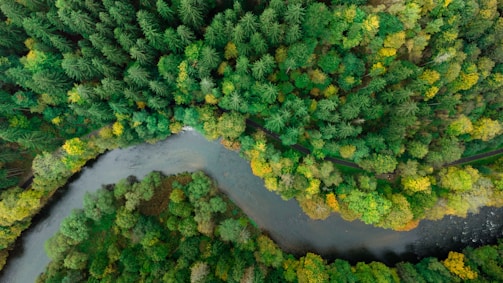 Aerial view of a lush forest with a winding river cutting through dense trees. The foliage is a mix of deep green, light green, and hints of yellow, indicating a diverse ecosystem or a seasonal transition.