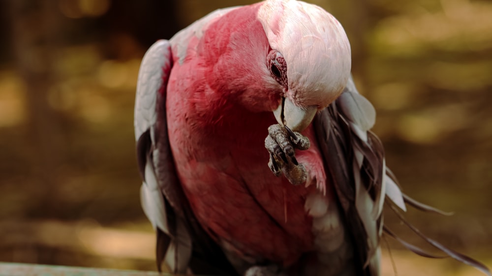 a red and black bird sitting on top of a wooden fence