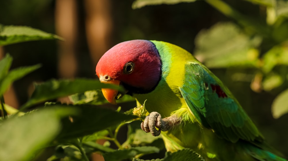 a colorful bird perched on top of a green leafy tree