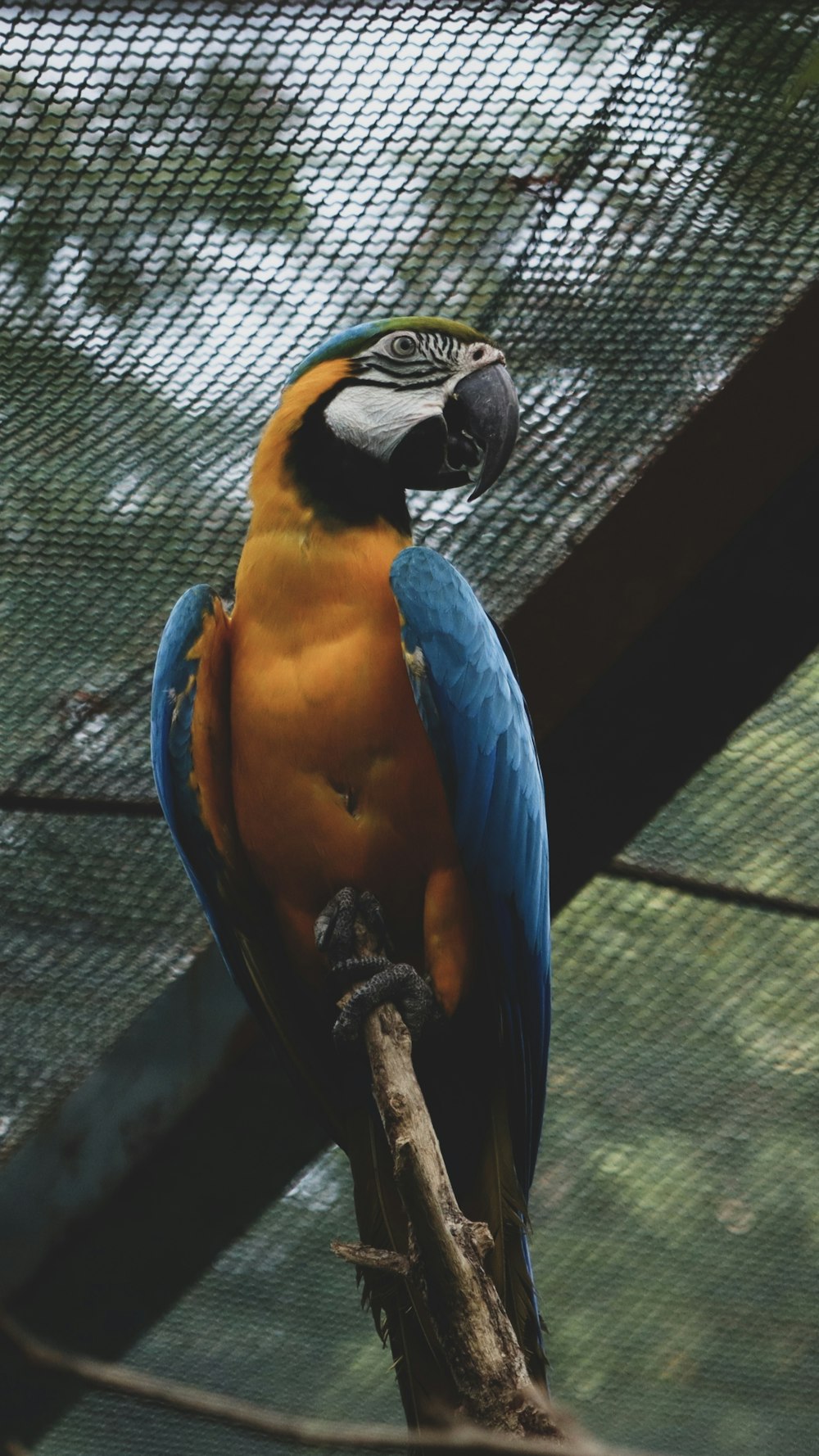 a blue and yellow parrot sitting on top of a tree branch