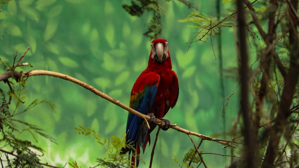 a colorful bird perched on a branch in a tree