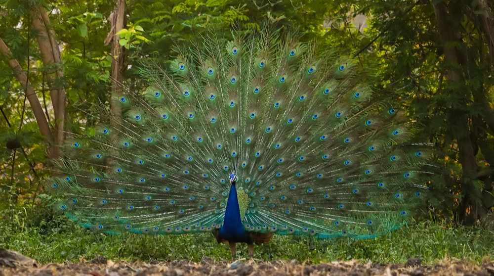 a peacock with its feathers spread out in the grass