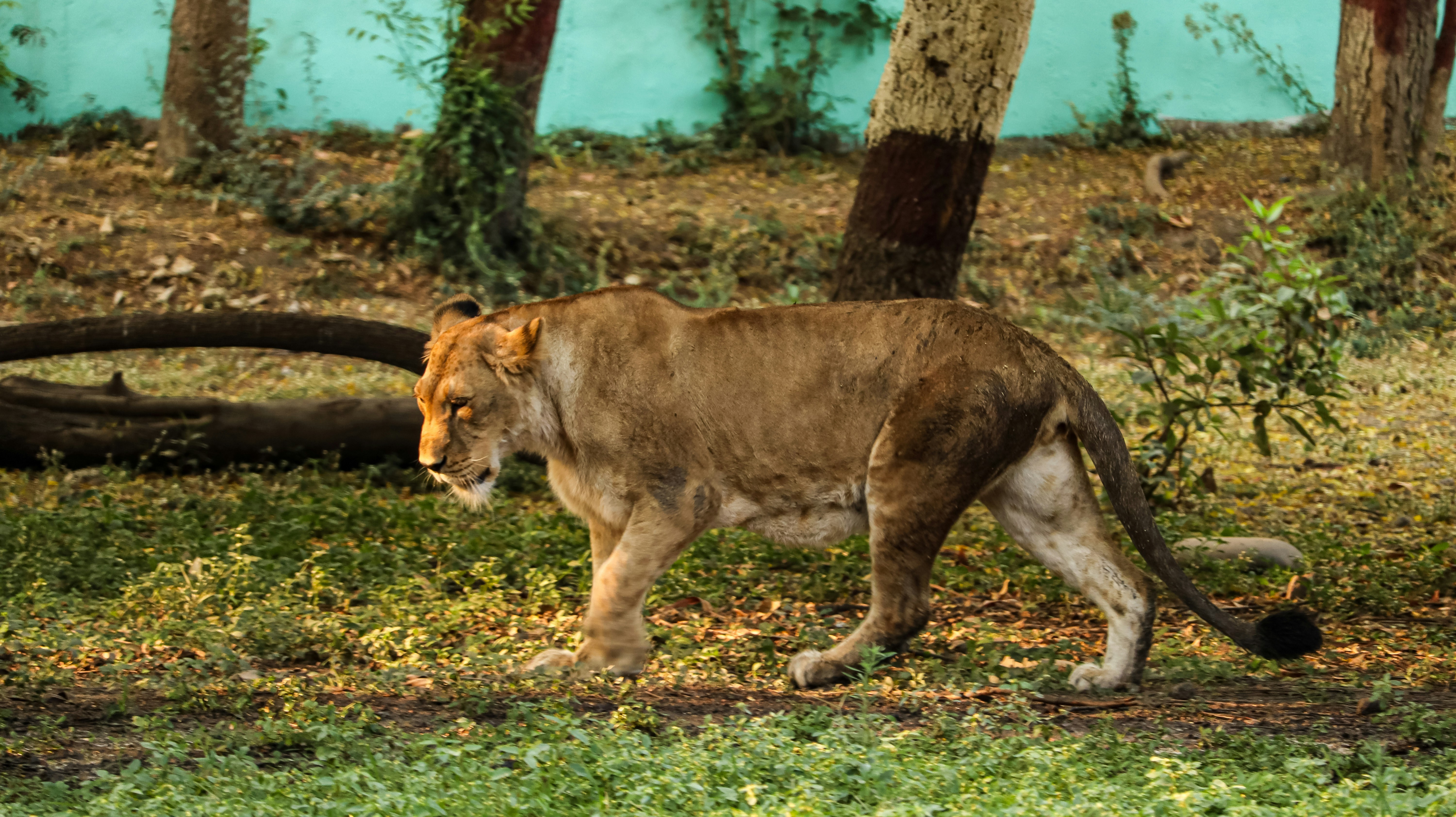 The Cougar Den