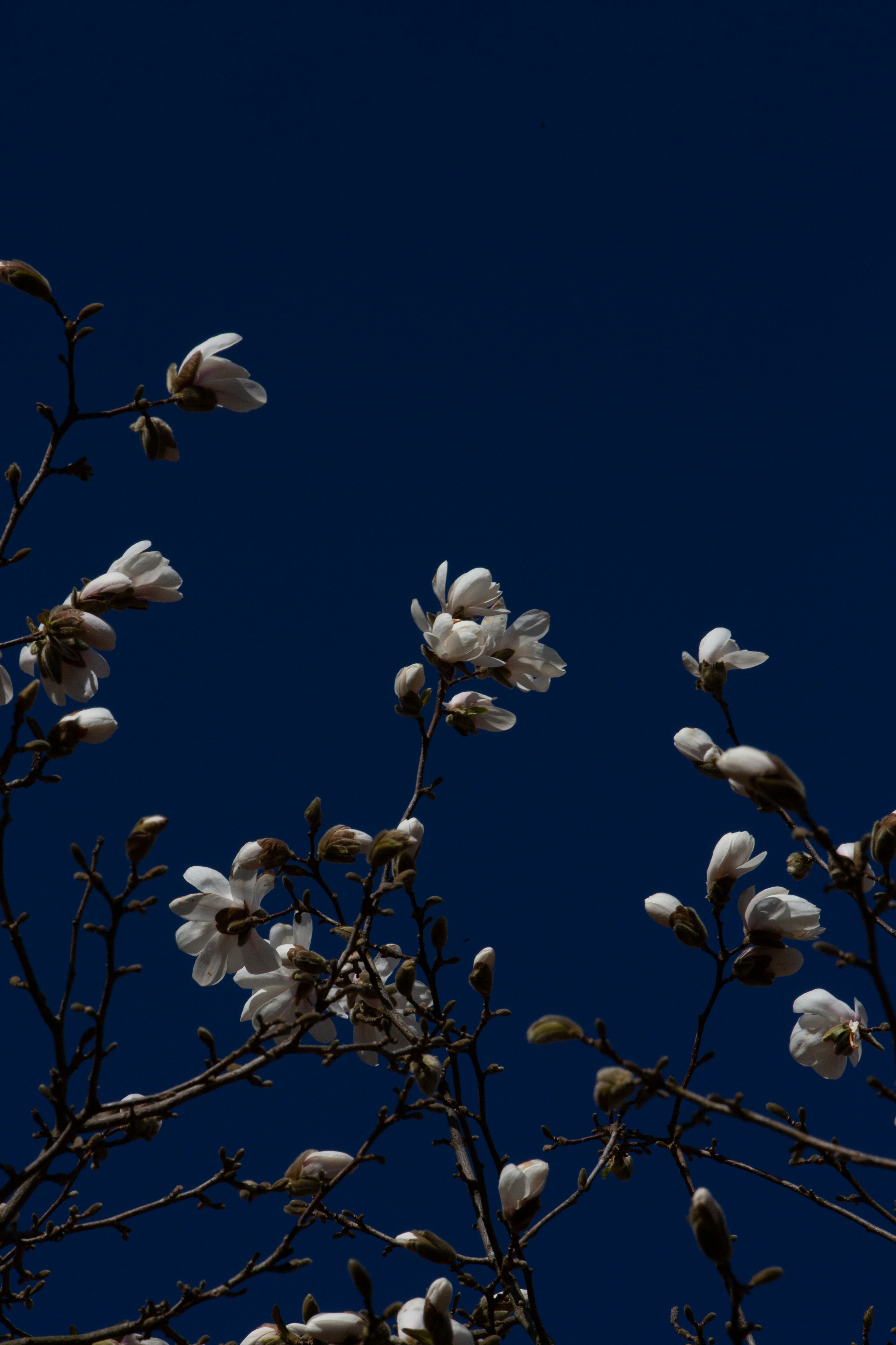 Photo by maxxna