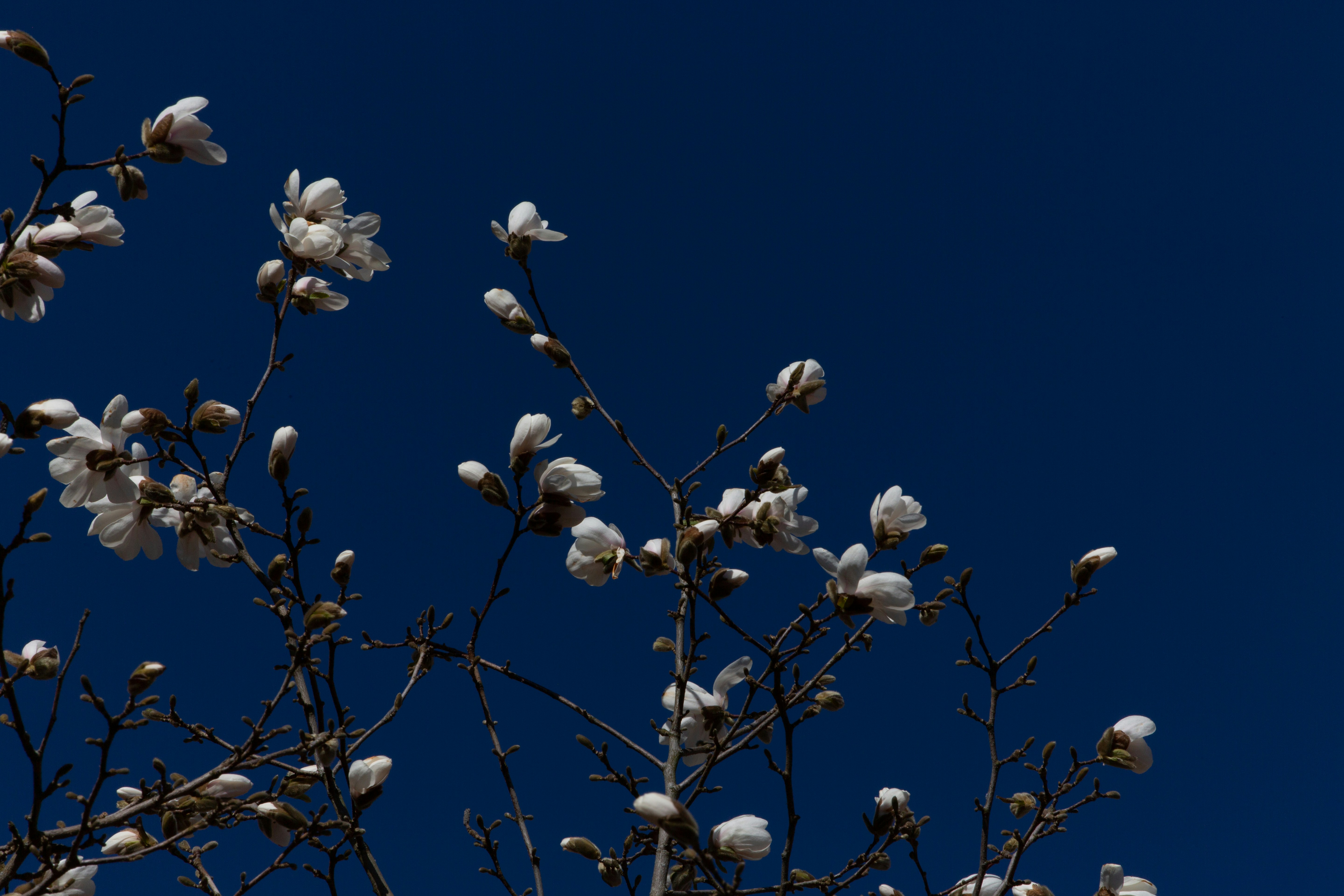 Photo by maxxna