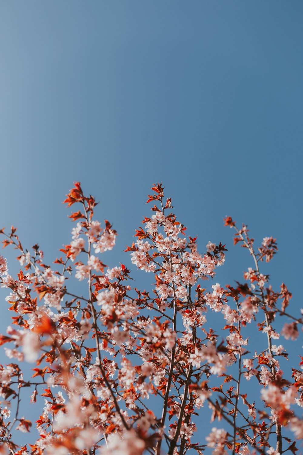 a tree with red and white flowers against a blue sky