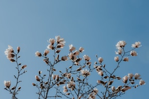 Delicate violet flowers blooming under a clear sky, evoking tranquility and spiritual growth.