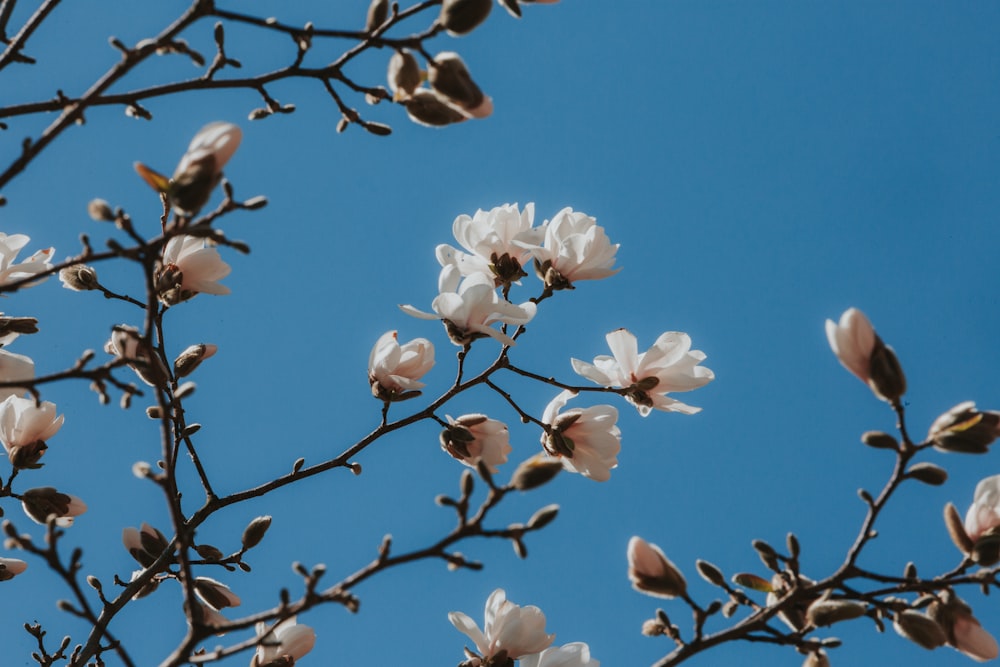 a tree branch with white flowers against a blue sky