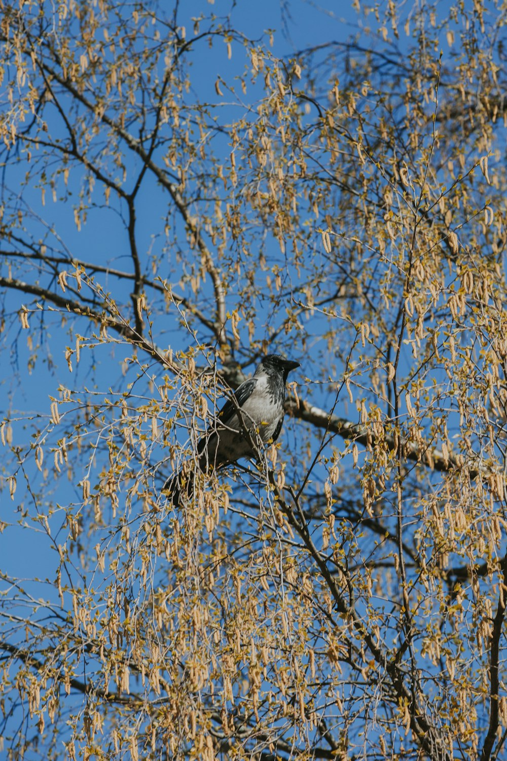 a bird sitting on a branch of a tree