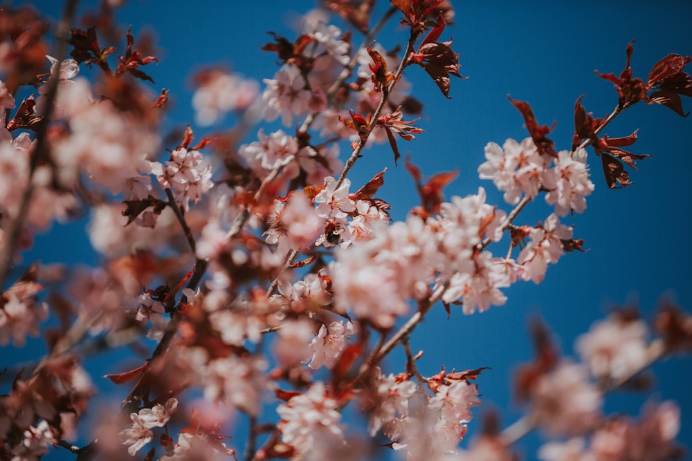 a close up of a tree with pink flowers