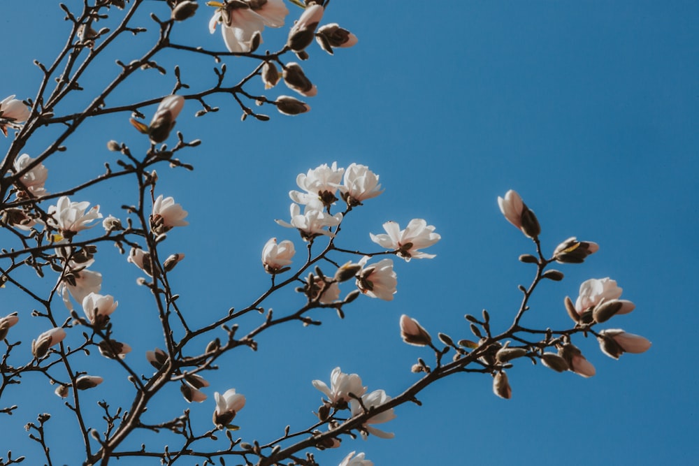 a tree branch with white flowers against a blue sky