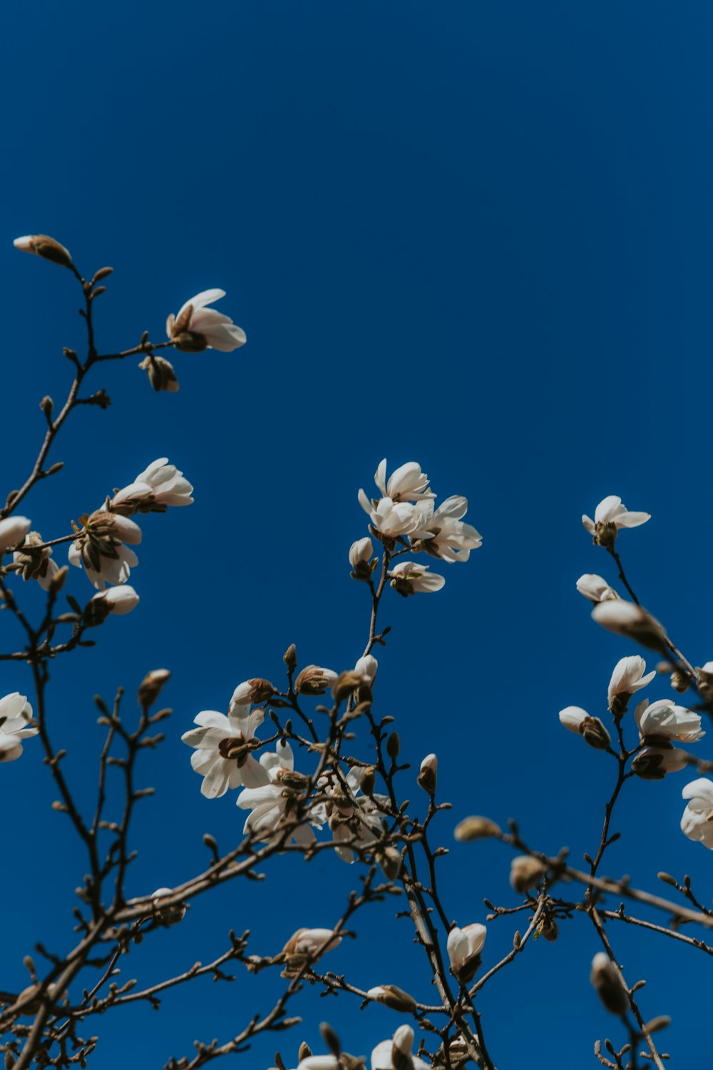 a tree branch with white flowers against a blue sky