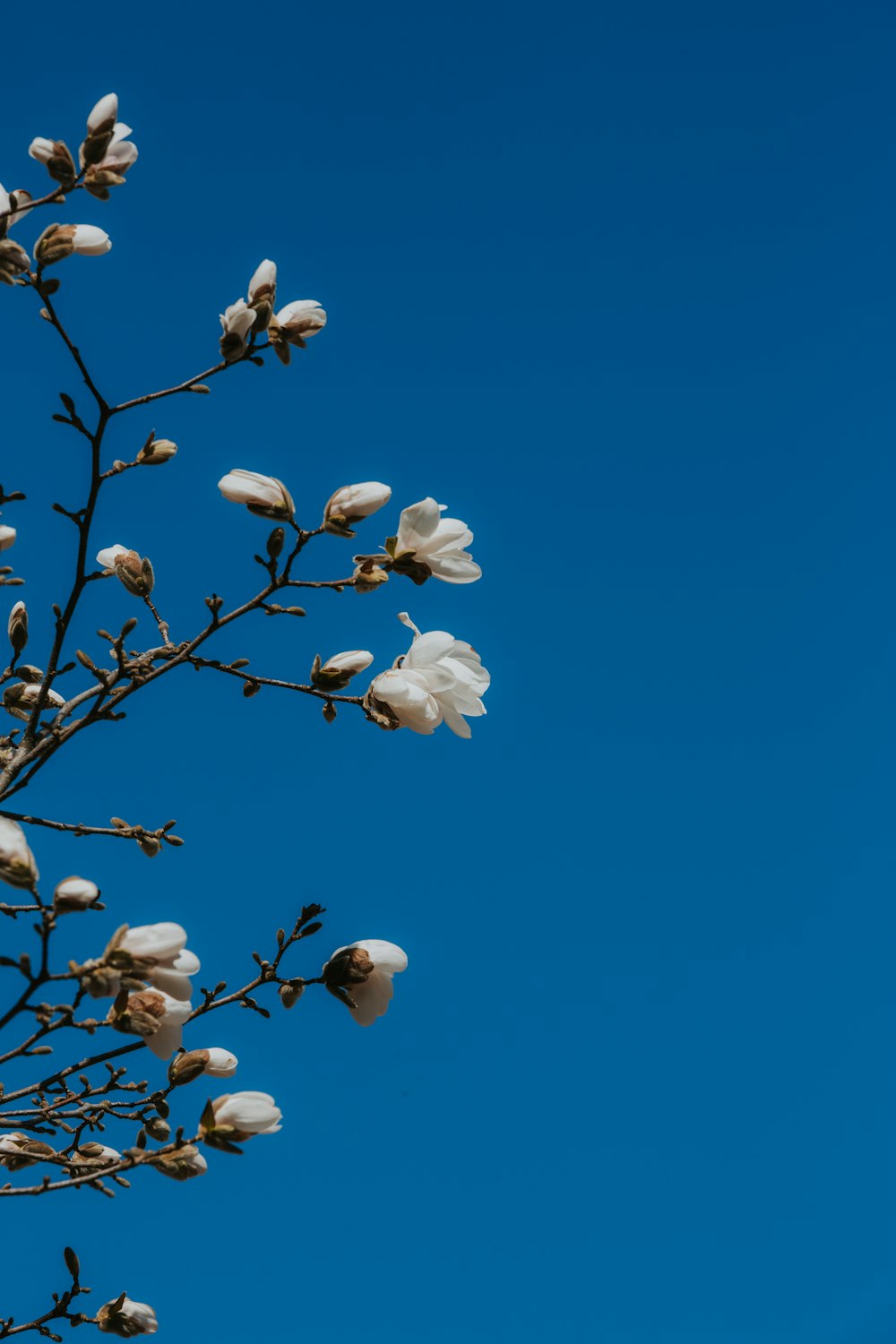 a tree branch with white flowers against a blue sky