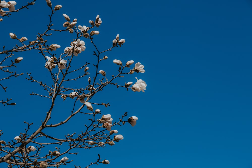 a tree with white flowers and a blue sky in the background