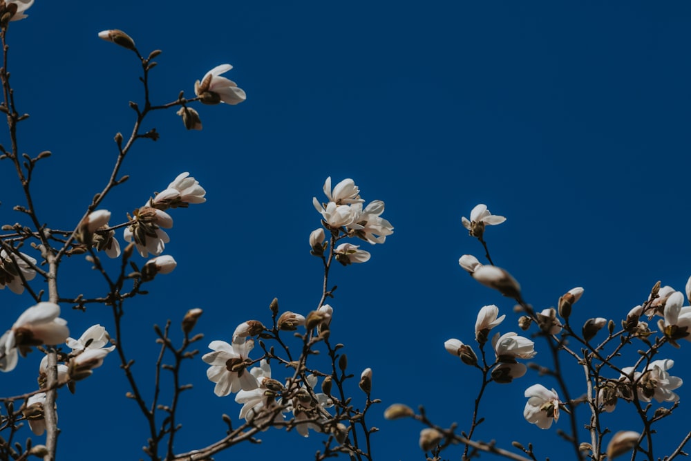 a tree with white flowers against a blue sky