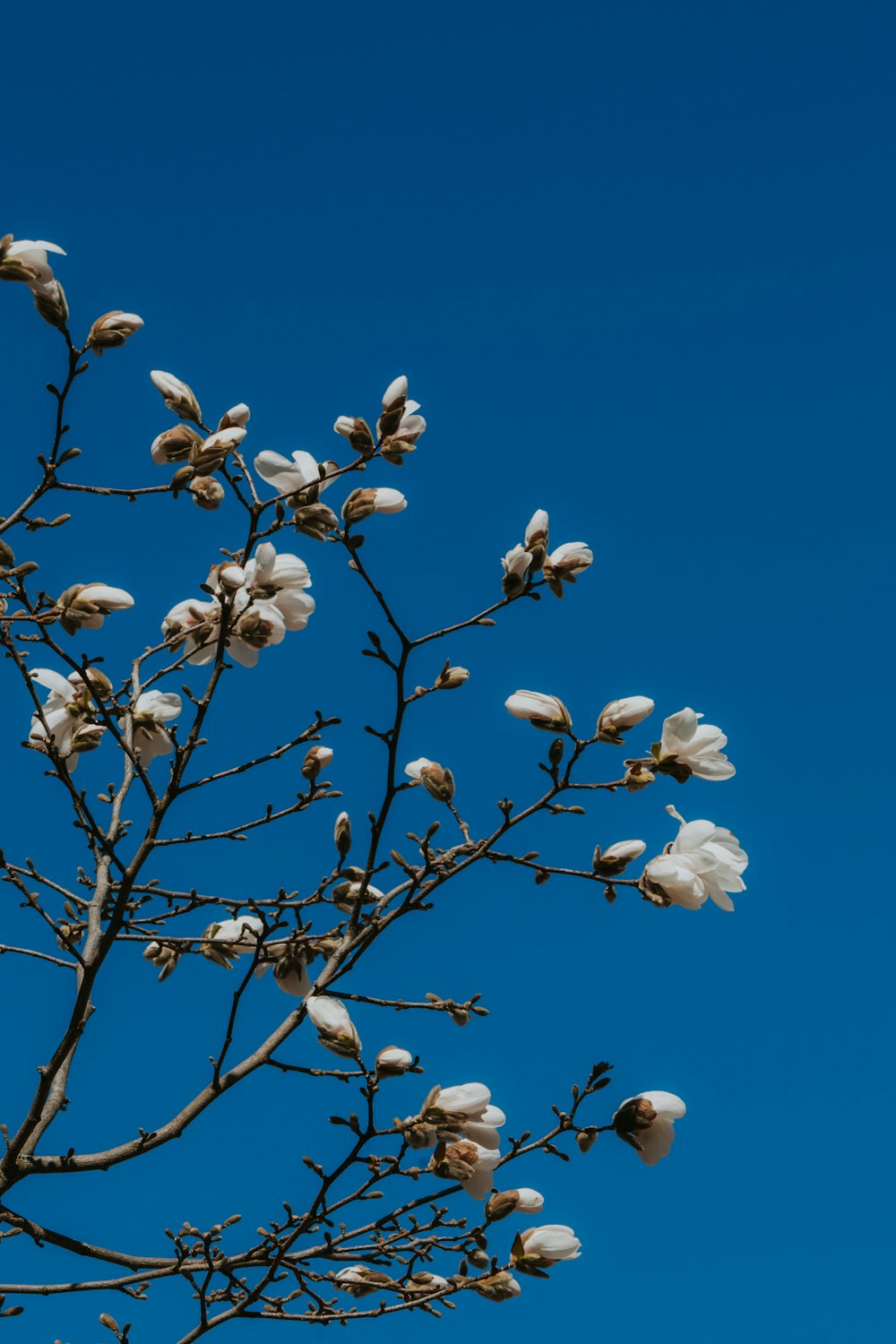 a tree branch with white flowers against a blue sky