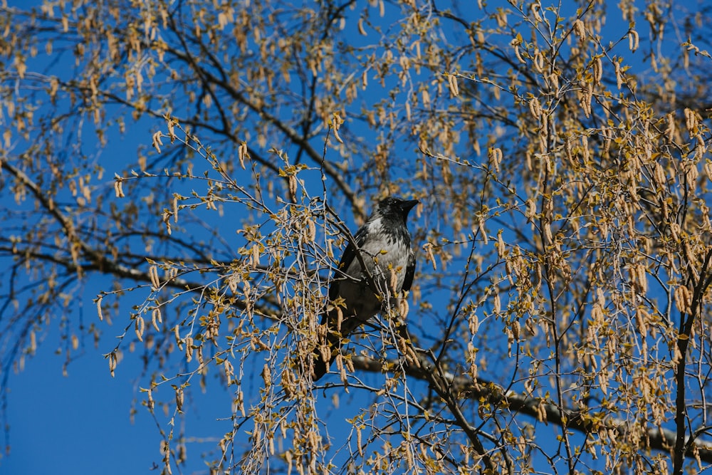 a bird sitting on a branch of a tree