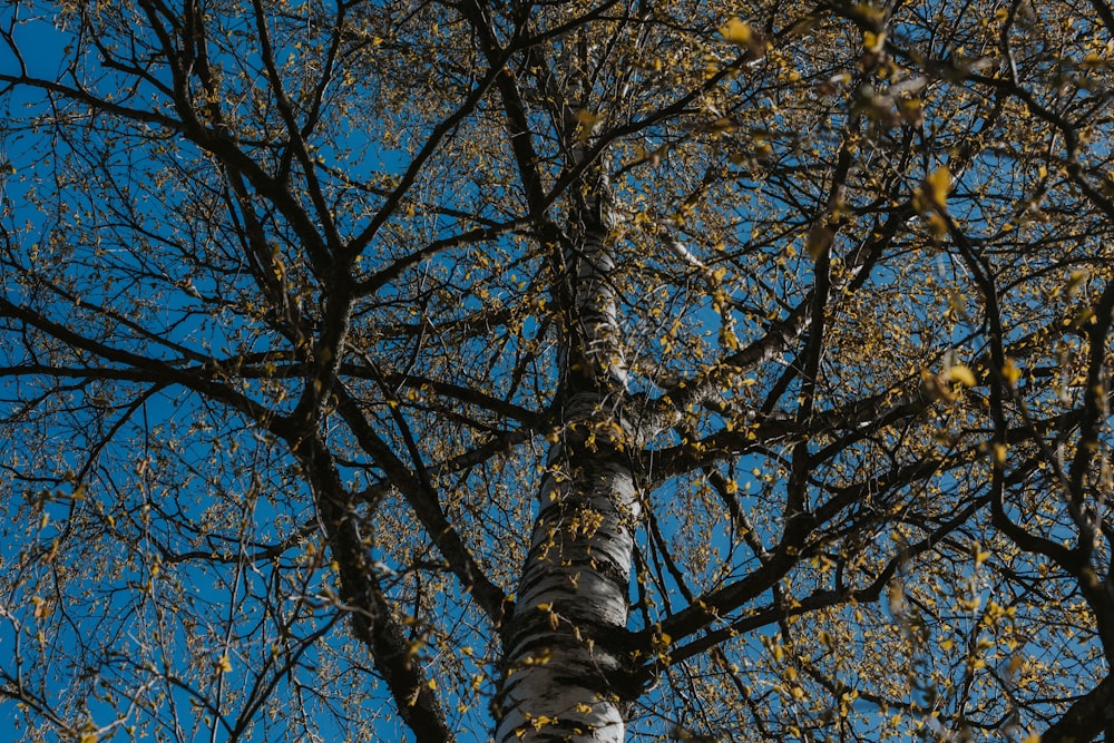 a tall tree with lots of leaves on it